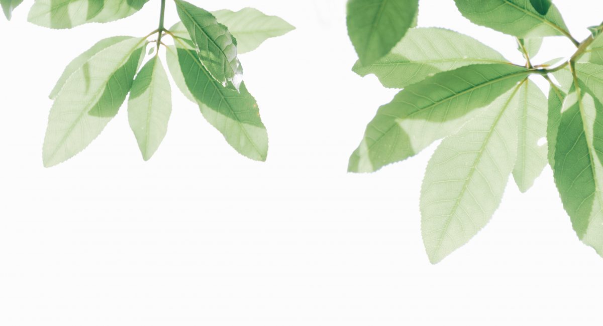 branch-bright-desktop-backgrounds-1353938